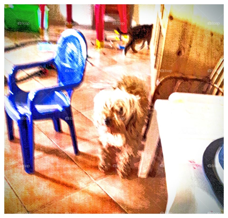 cat that goes dog that remains