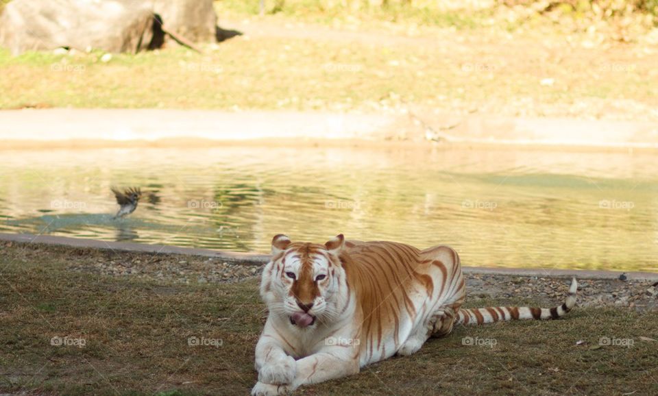 White Bengal Tiger