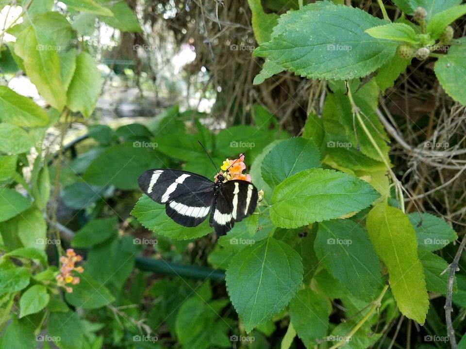 hungry butterfly