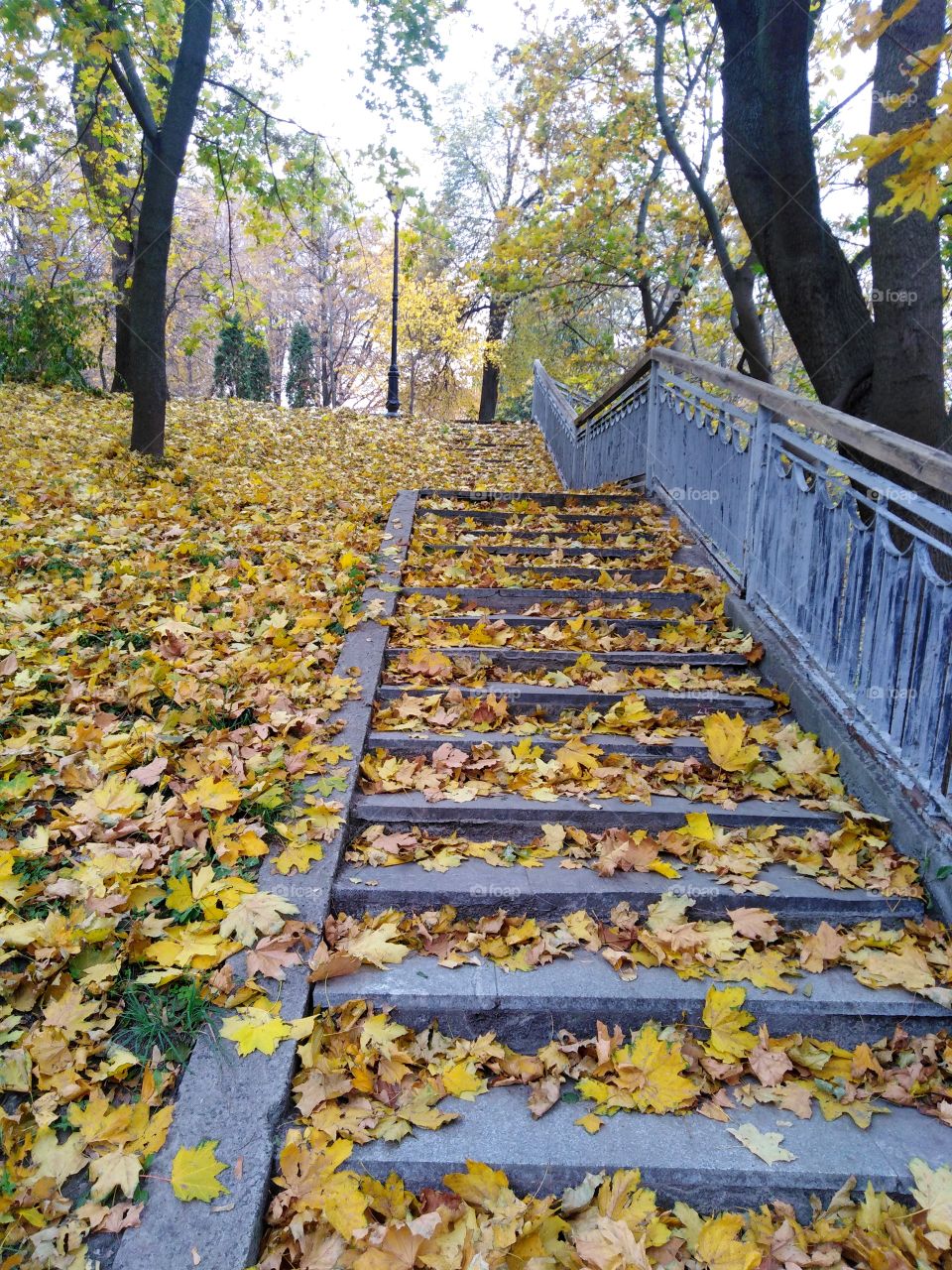Yellow leaves in the autumn park