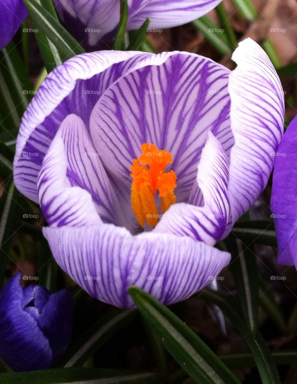 Crocus. Spring