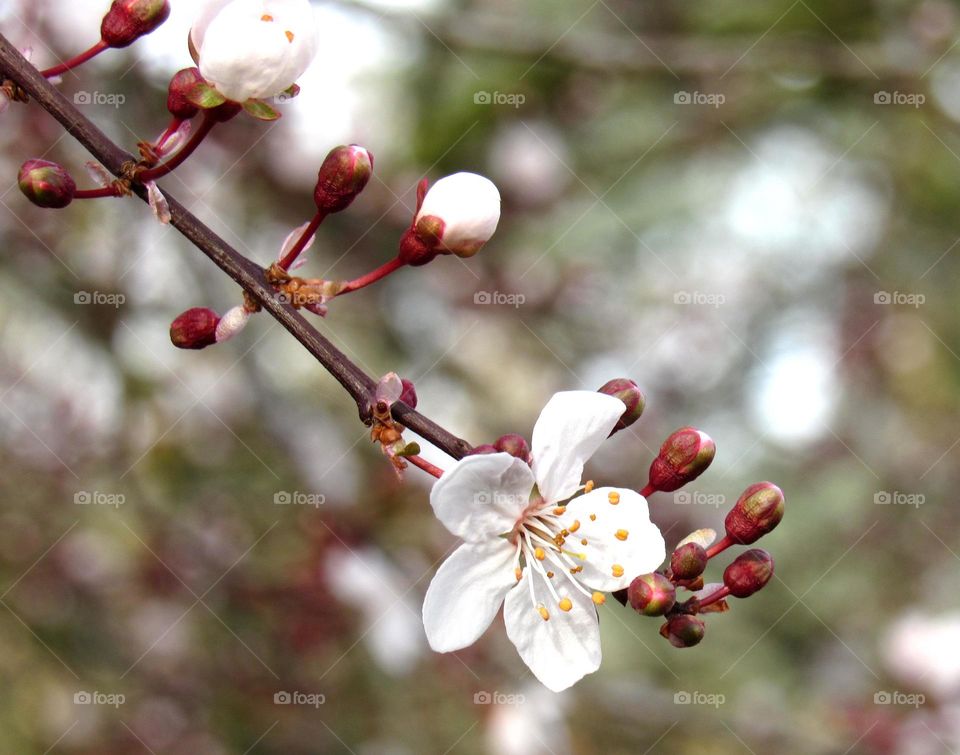 cherry blossom