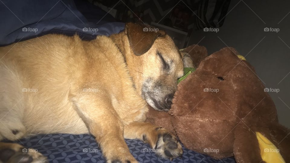 Dog sleeping on stuffed animal