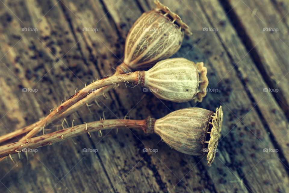 dry boxes of the poppy plant and its seeds on a cracked board surface of the table