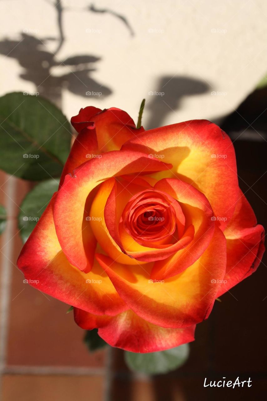 rose inside