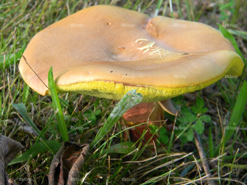 Winter mushroom