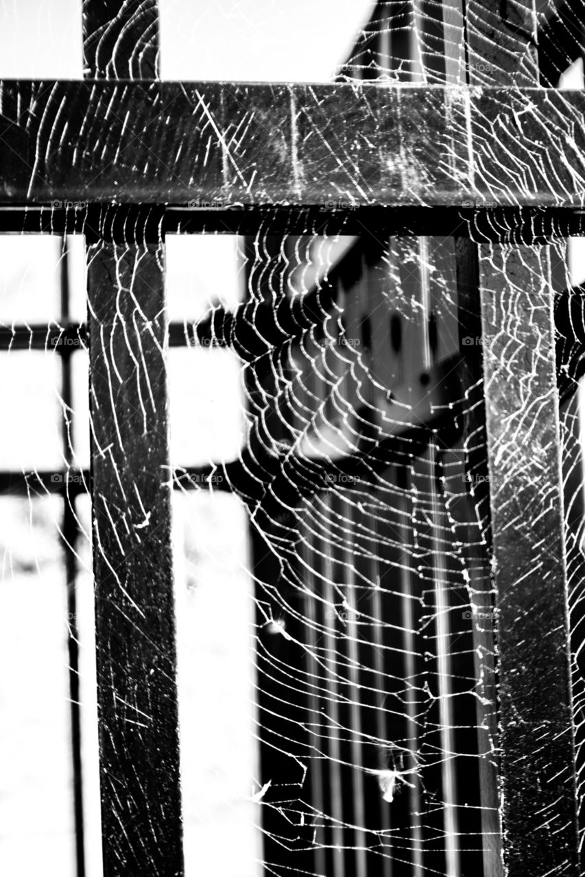 Spider Web At Midlothian Mines Park in Midlothian, VA USA