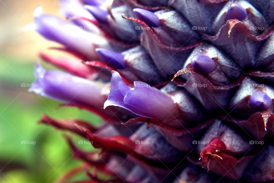 Macro photography of a pineapple flower