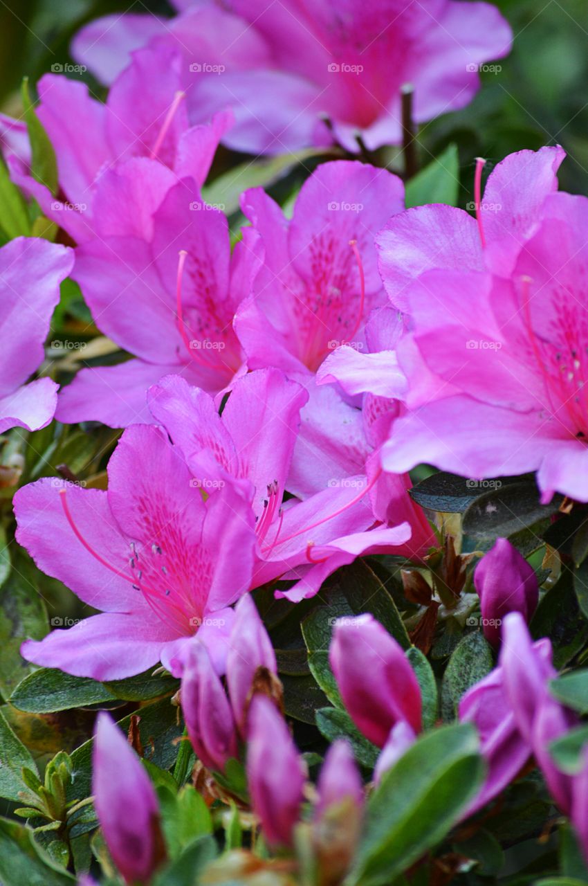 Azaleas in bloom