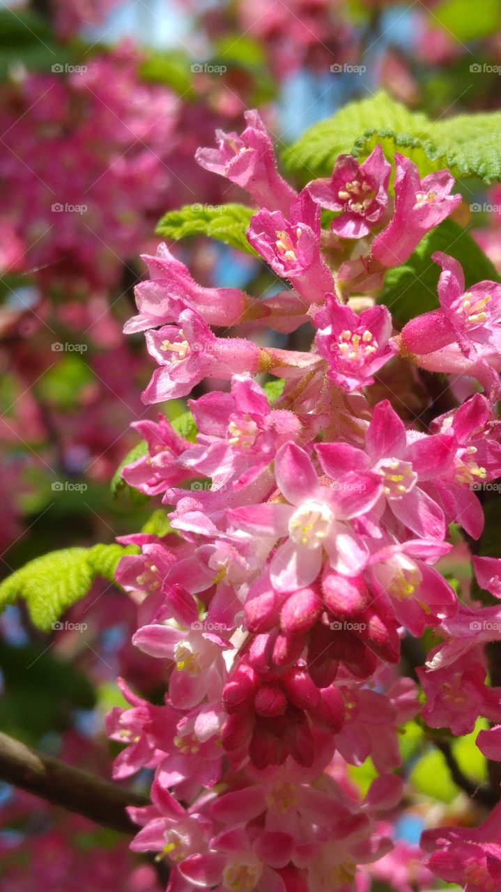Close-up of beautiful pink flowers