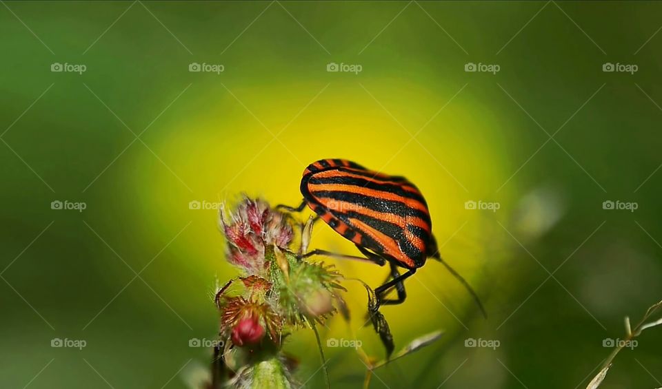 kakroch, glover's flovers, gree Flo,dacktop