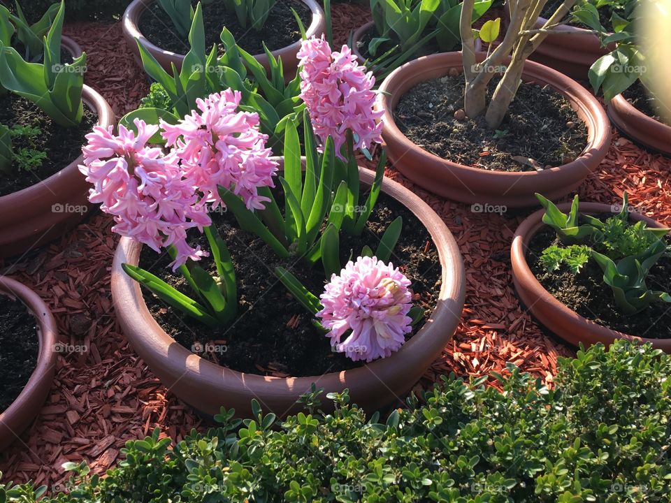 
One of the loveliest scents of spring comes from hyacinths in blooms. Even at a distance, you'll notice these flowers' intense fragrance and spikes of bright colors