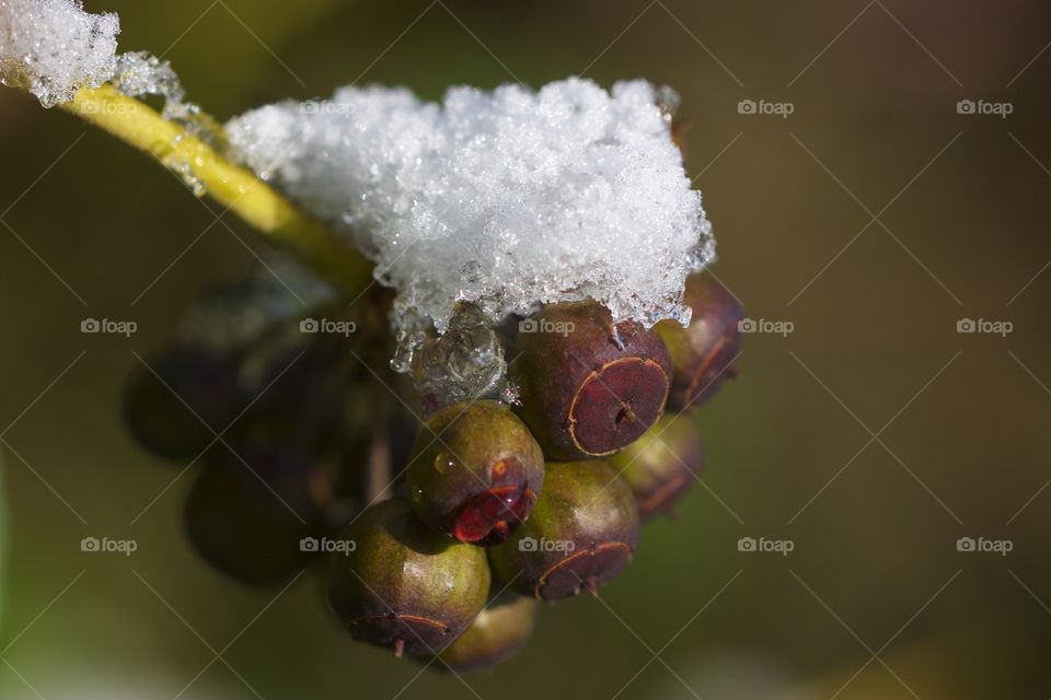 Snow on plant
