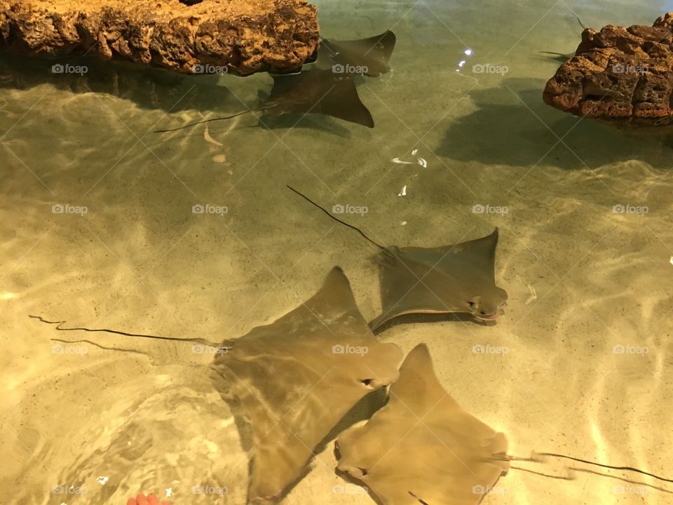 Rays at New England Aquarium
