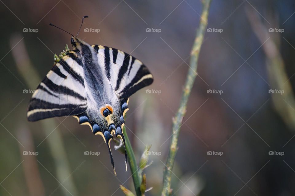 Close-up of a colorful Iphiclides podalirius butterfly in a plant 