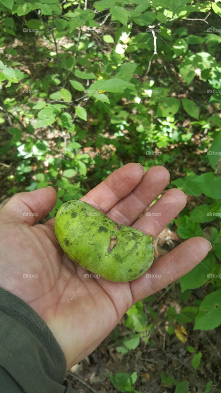 Gathering Pawpaws