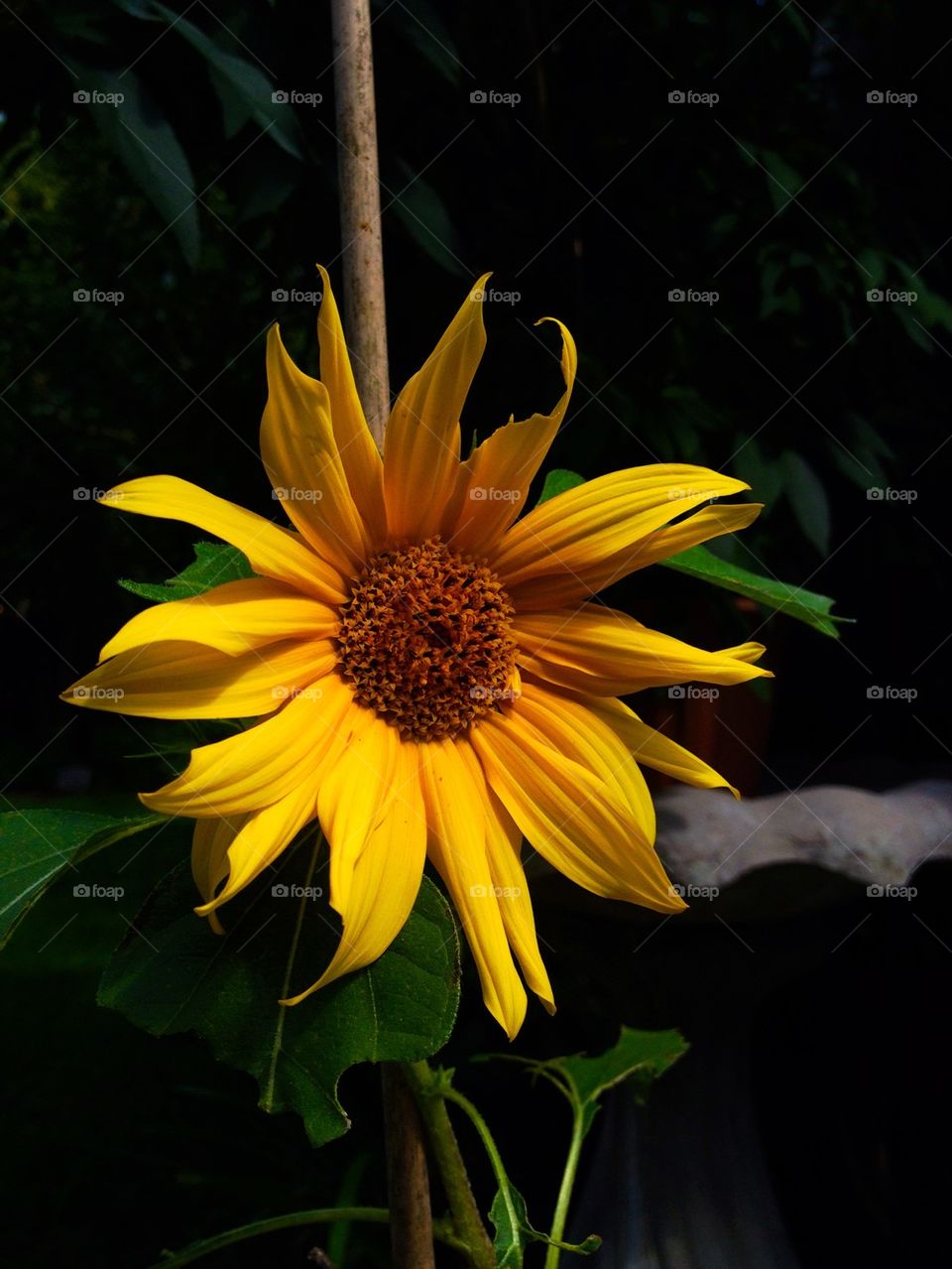 Summer Sunflower