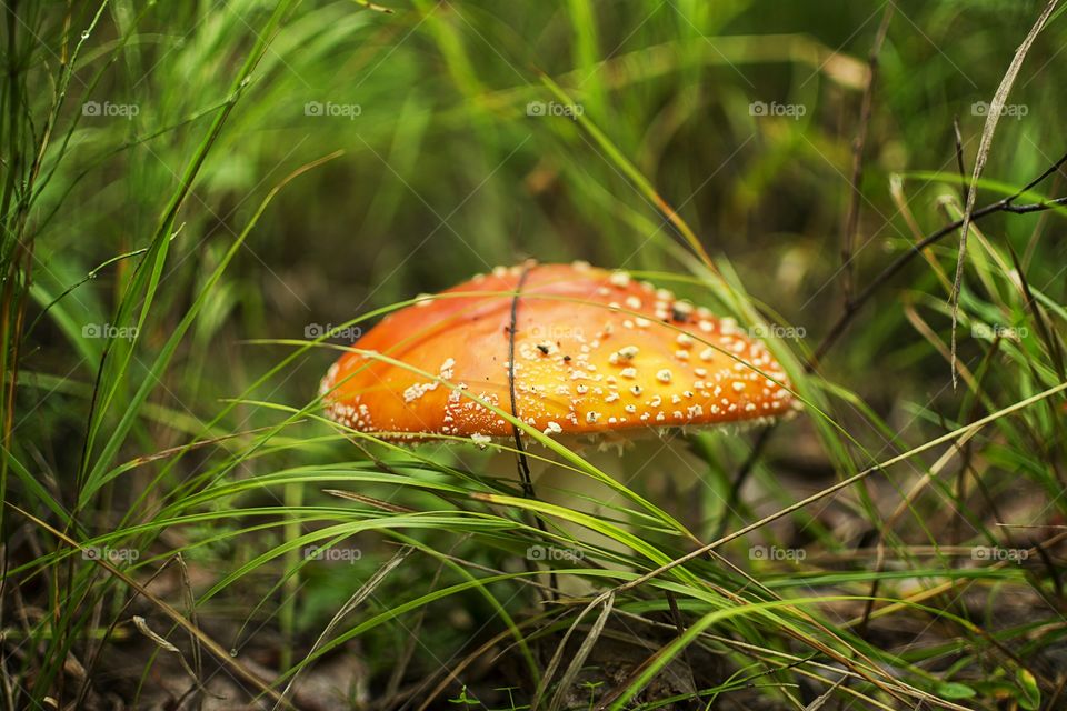 Amanita in the grass.