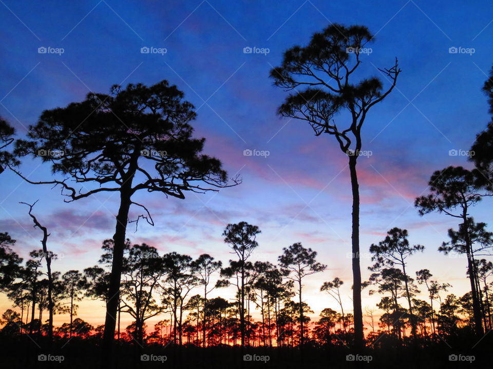 Dusk at Jonathan Dickenson State Park