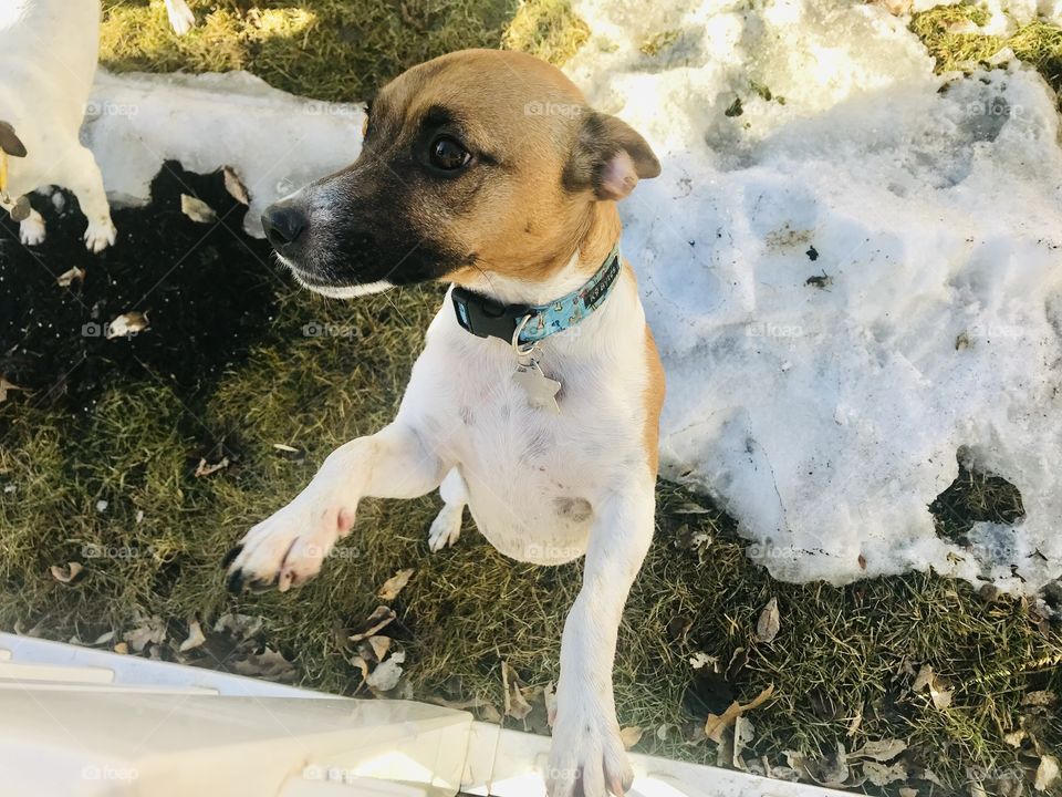 Darling little dog playing in the snow props himself up on the white fence to say hi! 