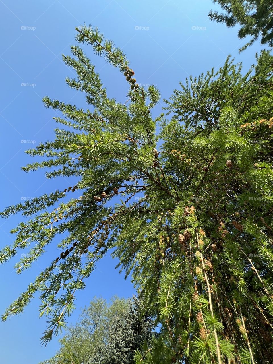 Tree from the bottom up