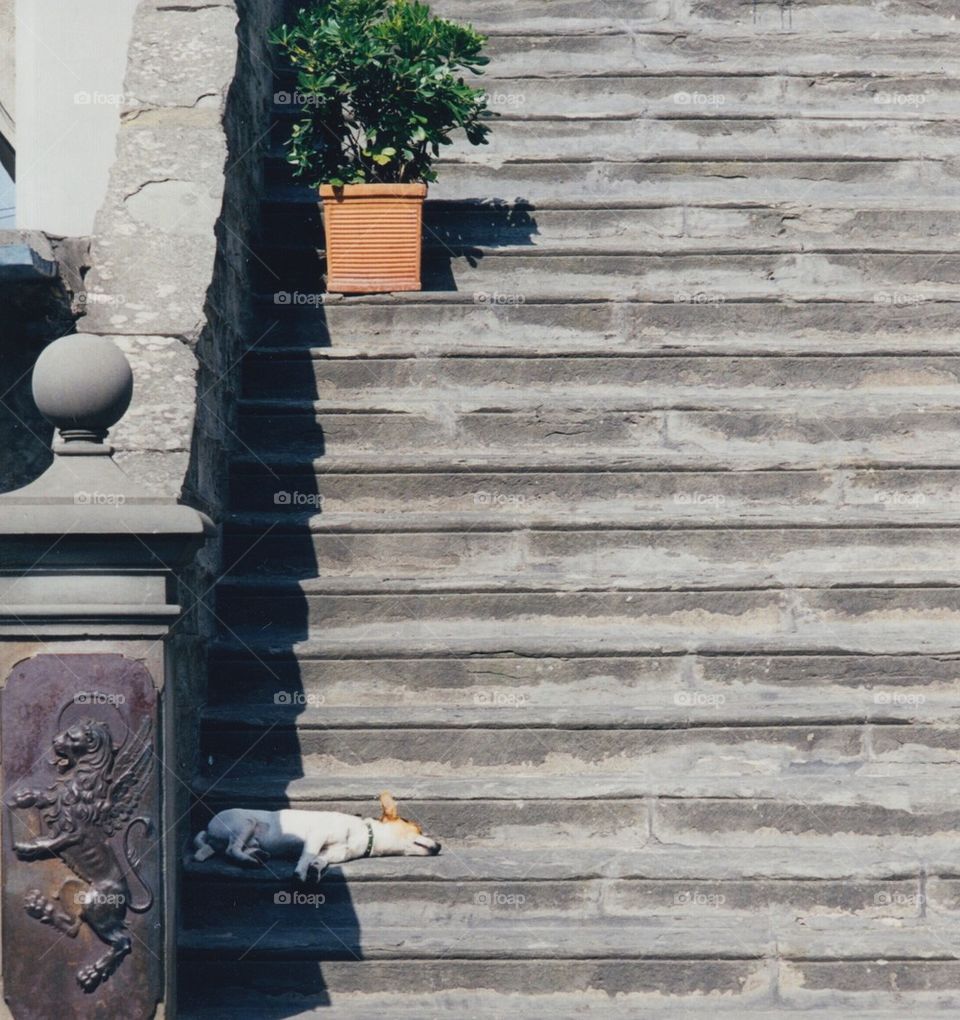Dog on steps