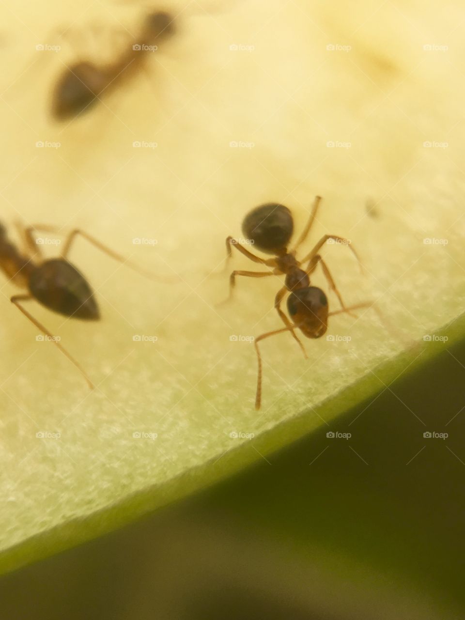 Ants working on food