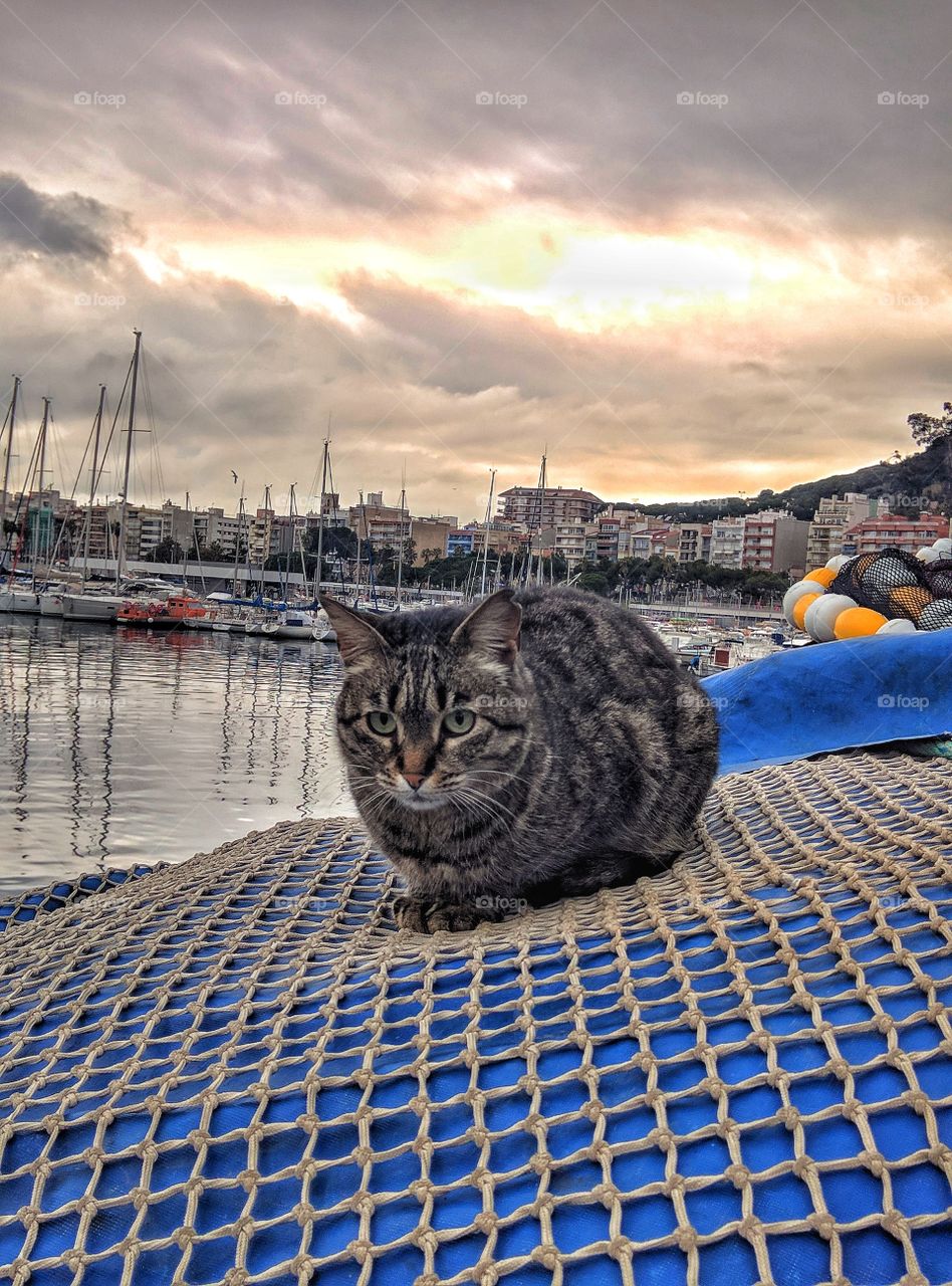 the cat sits on a fishing net against the backdrop of a seaport