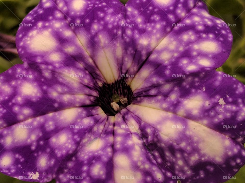 starry petunia