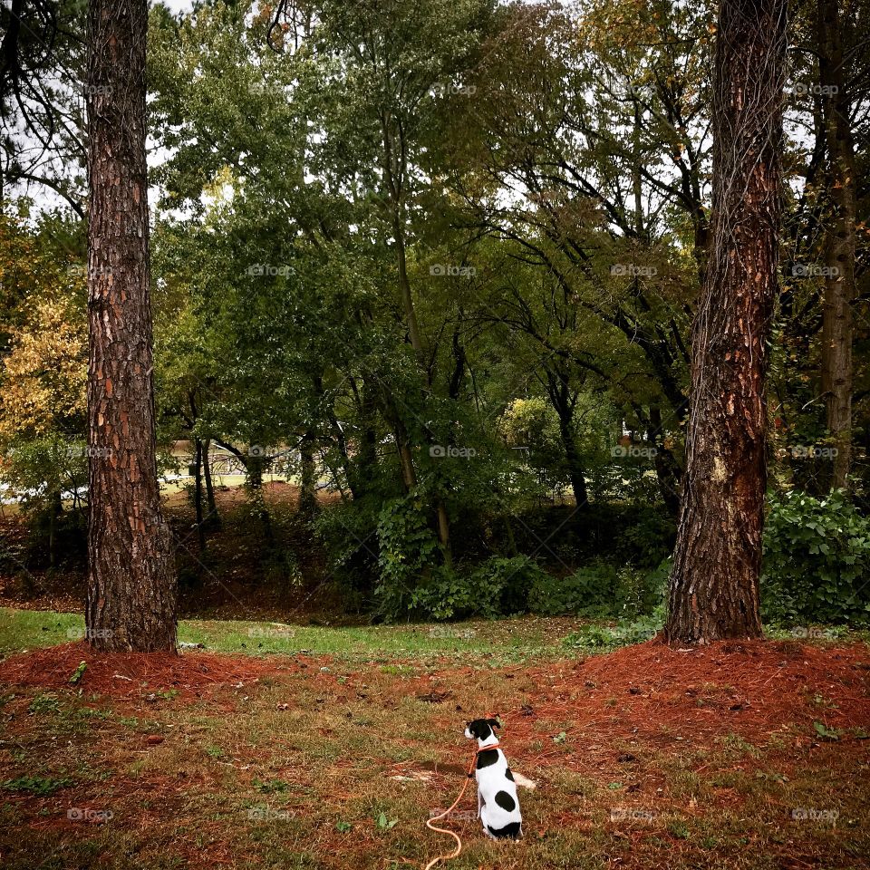 Spotted dog between two trees