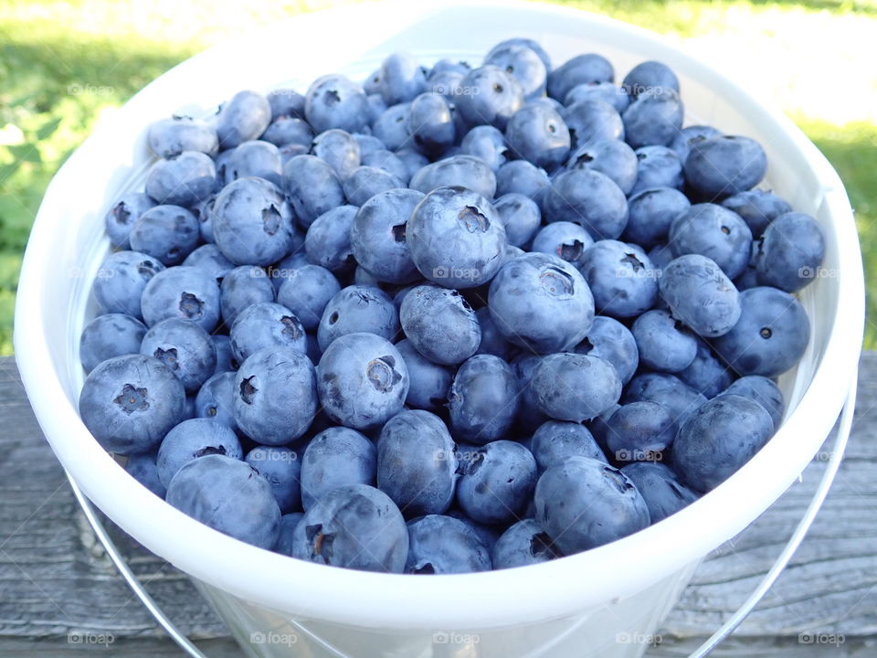 Large blueberries in white bucket after berry picking on the farm in summer