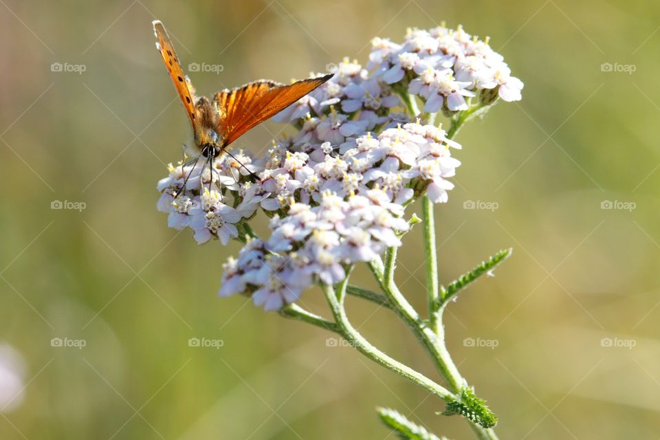 Butterfly On Flower