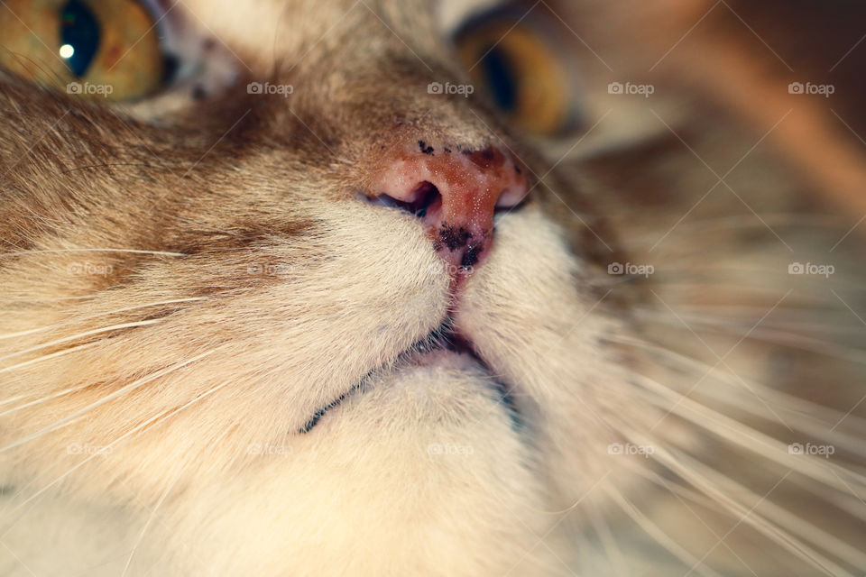 Nose and mouth of a ginger cat