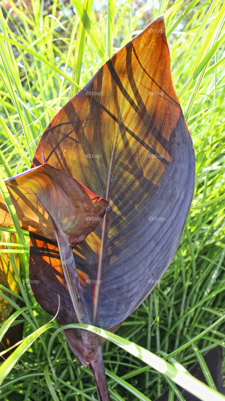 sunshine through leaf summer uk hidcote by chris7ben