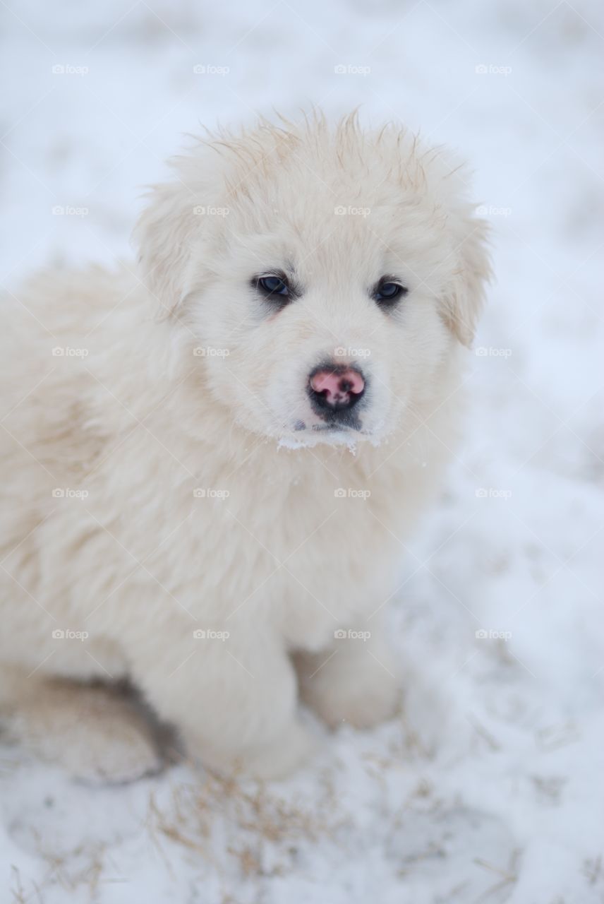 Great Pyrenees Puppy in winter