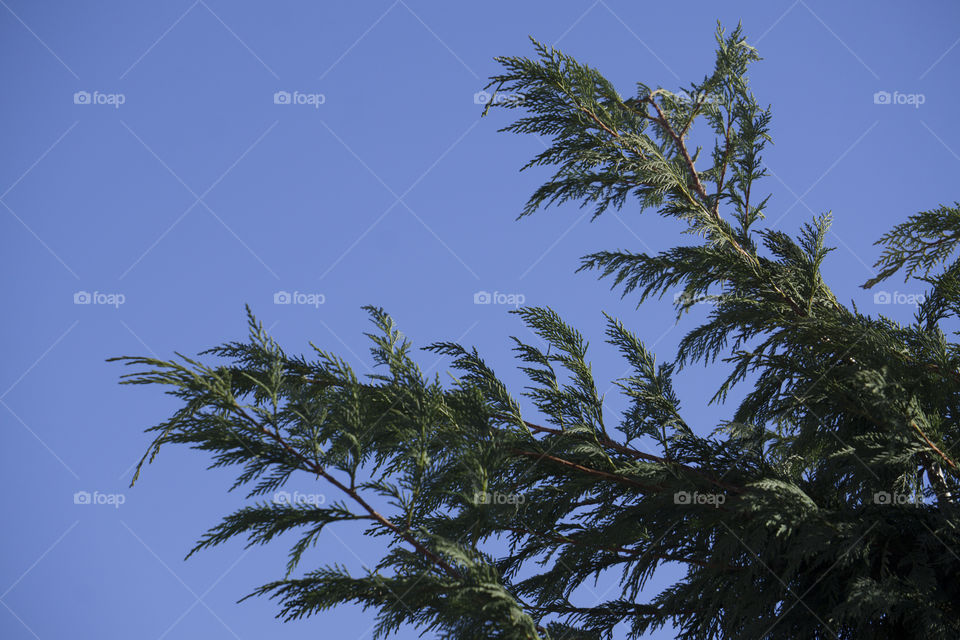 Fir tree in the blue sky