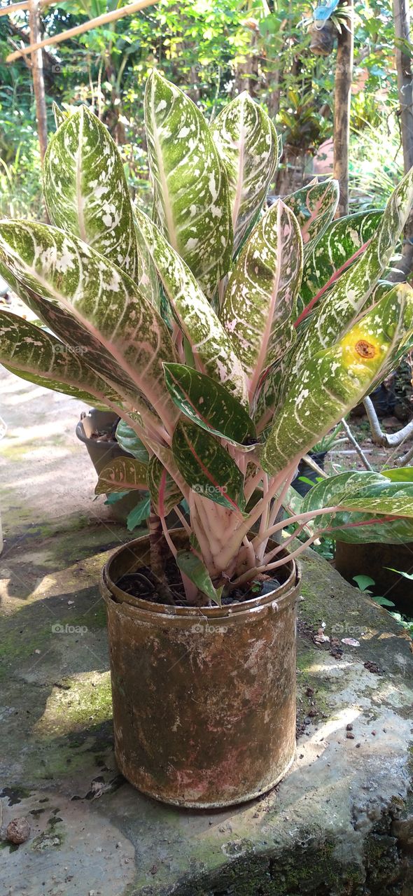 Aglaonema Chinese Evergreen Ornamental Plants