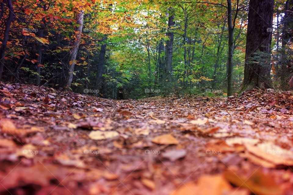 Autumn trees in forest