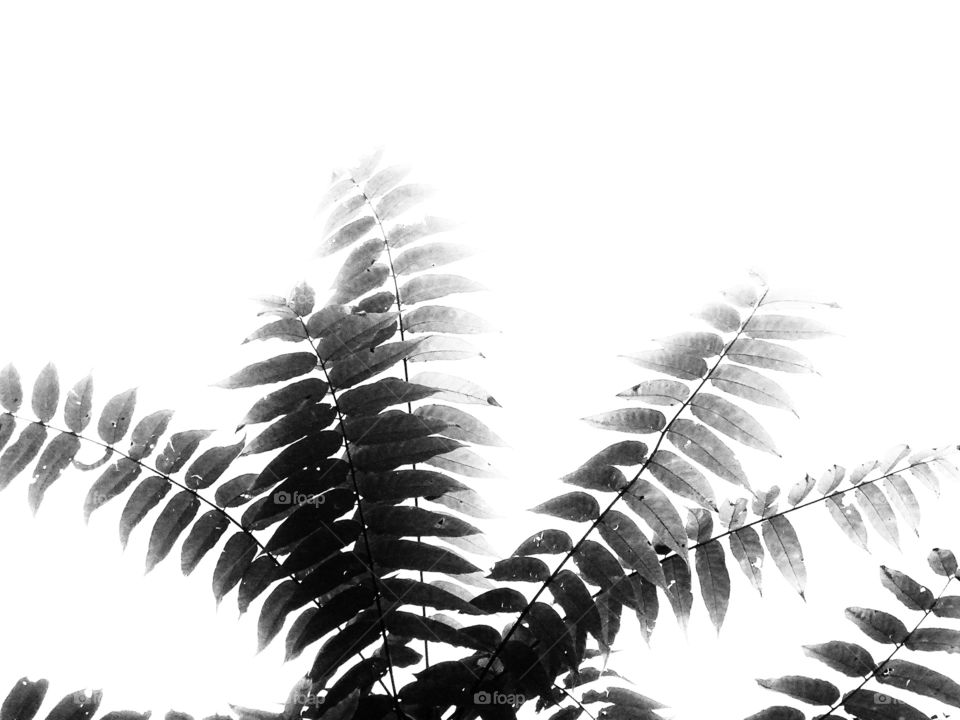 The beauty of black and white