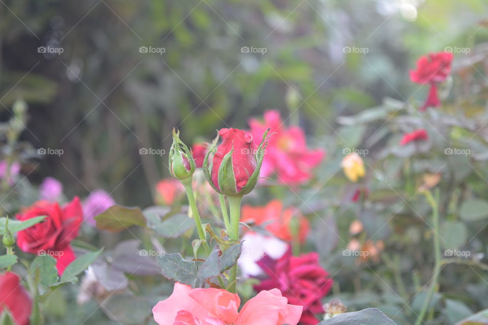 lovely rose in love