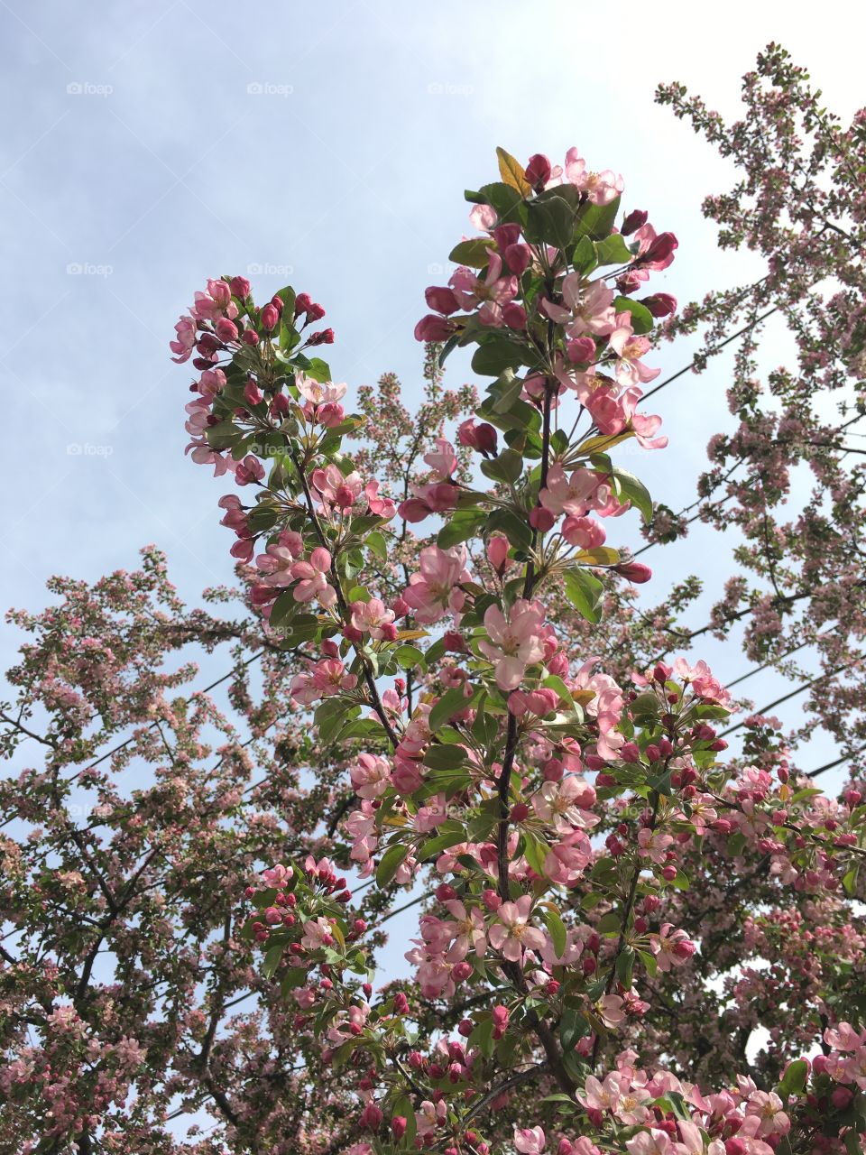 Blossoms in CT in early May