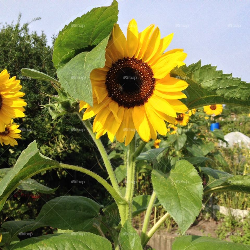 Sunflower and a bee