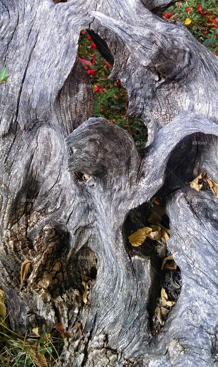 Nature's sublime creation in driftwood