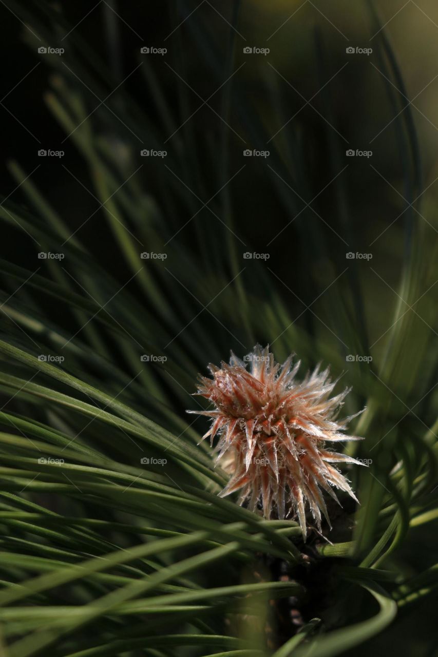 Details of a Pine Branch with a Cone and Needles

Long Green Needles of Coniferous Tree