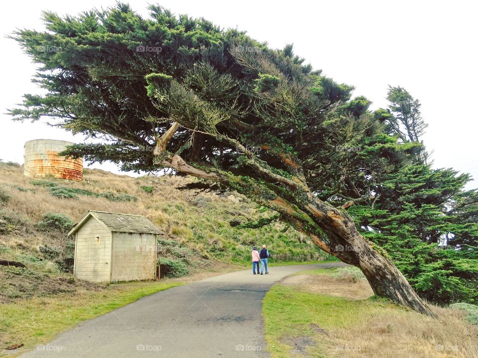 Cypress tree in Point Reyes National Park. Makes me want to stay forever in California.