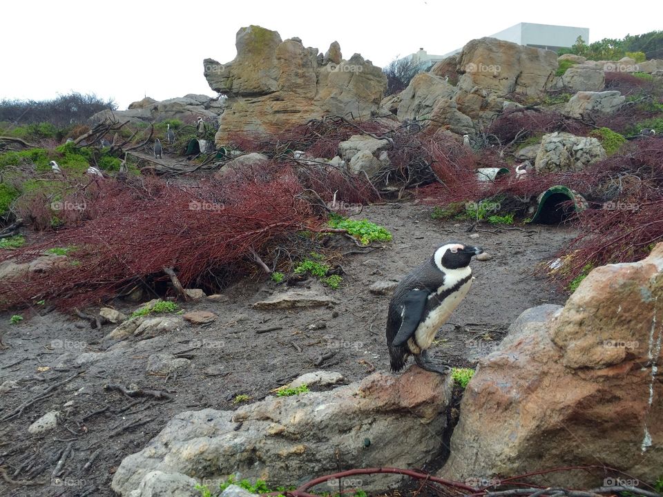 African penguins in South Africa