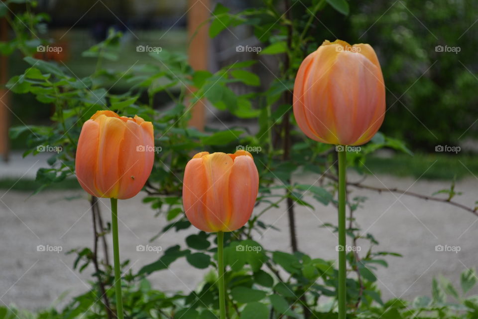 Trio of orange tulips