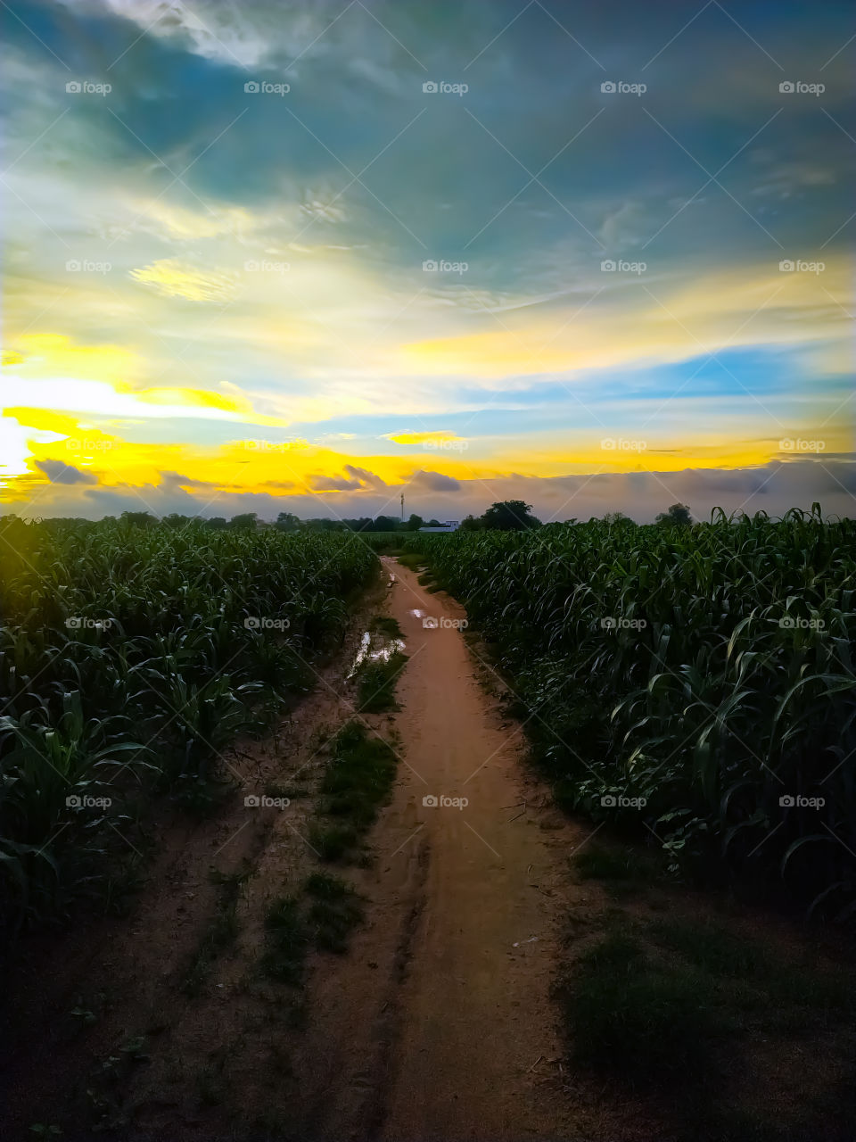 Sunset over the field,Dirty road coming out of the green field
