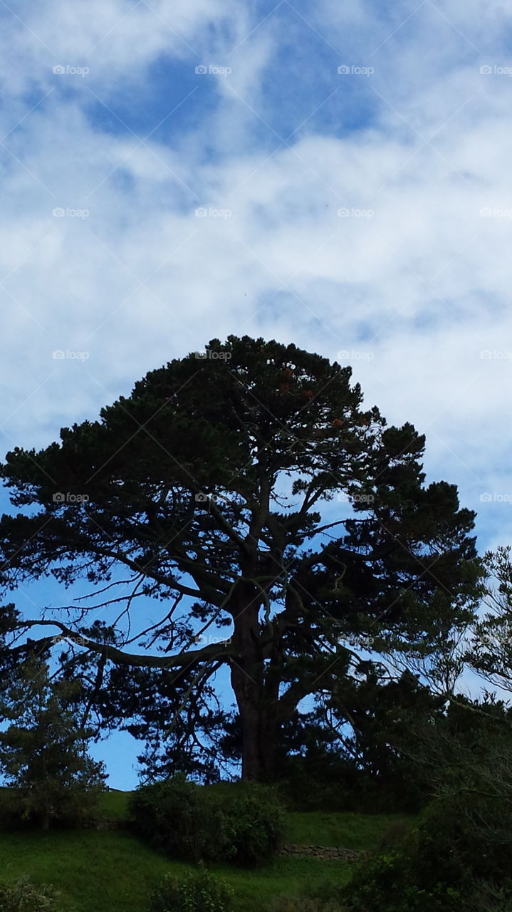 Blue Sky and Huge Tree