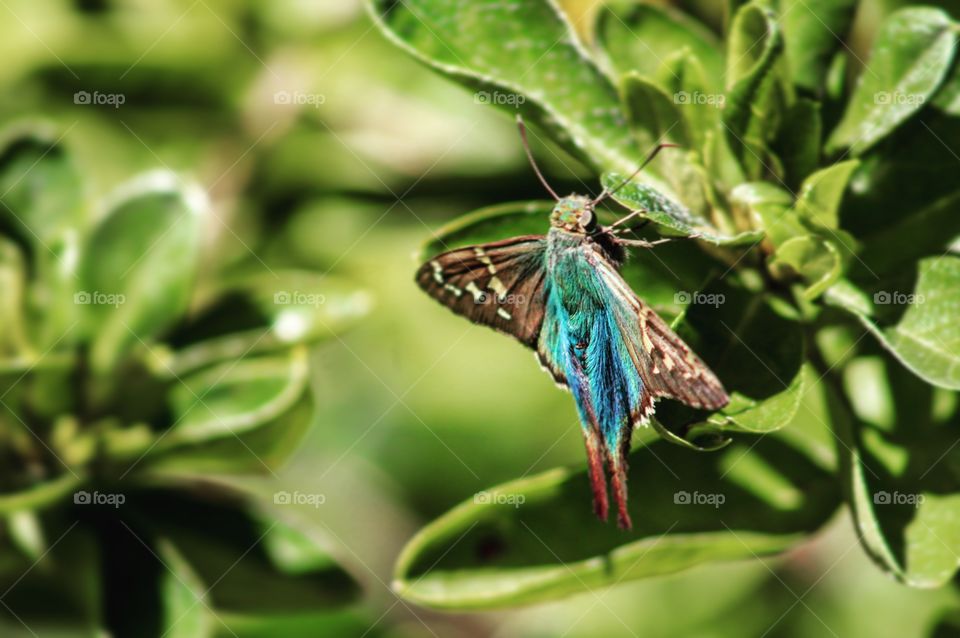 What pretty colors. Took some sitting around a garden to capture this lovely creature but it was worth it.
